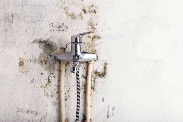 Best Mold Removal Company Near Me  in Wolf Trap, VA