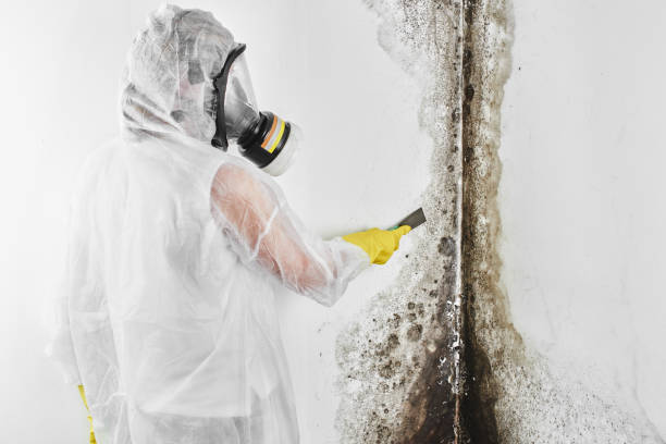 Best Professional Mold Removal  in Wolf Trap, VA
