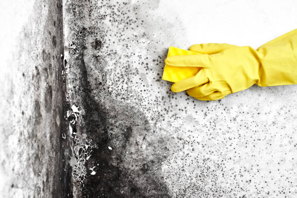 Best Residential Mold Removal  in Wolf Trap, VA