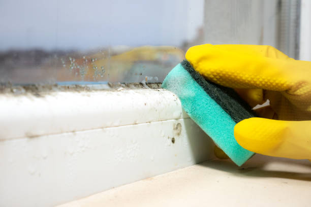 Best Mold Remediation  in Wolf Trap, VA