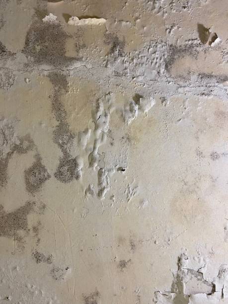 Best Black Mold Removal  in Wolf Trap, VA