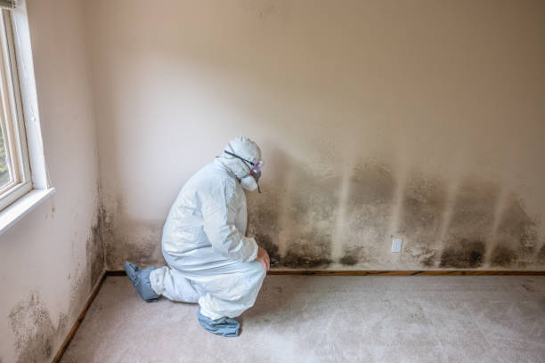 Best Attic Mold Removal  in Wolf Trap, VA
