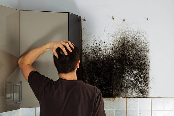 Best Emergency Mold Removal  in Wolf Trap, VA