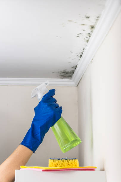 Best Crawl Space Mold Removal  in Wolf Trap, VA